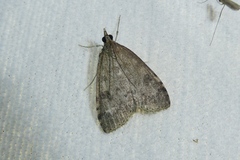 Udea prunalis