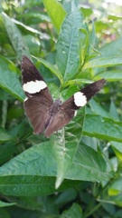 Colobura dirce