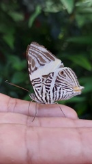 Colobura dirce