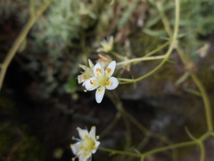 Saxifraga aspera