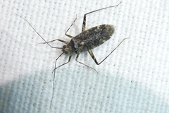 Phytocoris dimidiatus