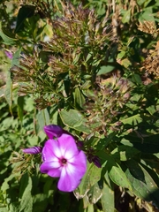Phlox paniculata