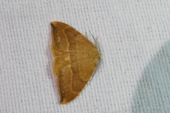 Watsonalla cultraria