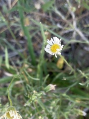 Erigeron modestus