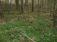 Anemonoides nemorosa
