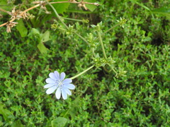 Cichorium