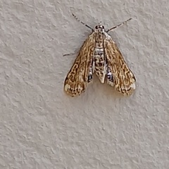 Cataclysta lemnata