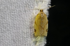 Paramesia gnomana