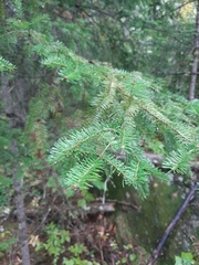 Picea glauca