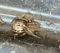 Enoplognatha marmorata