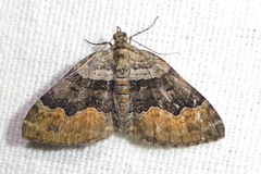 Xanthorhoe quadrifasiata
