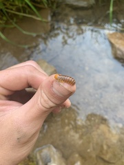 Monocesta coryli