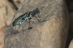 Cicindela oregona