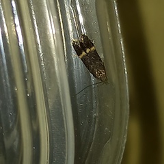 Aproaerema cinctella