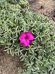 Oxalis heterophylla