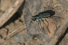 Cicindela oregona