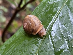 Neohelix albolabris