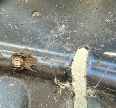 Enoplognatha marmorata