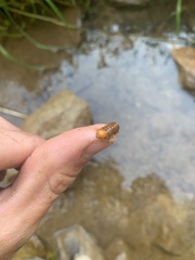 Monocesta coryli