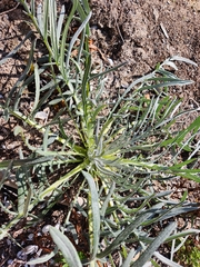 Cirsium pitcheri