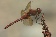 Sympetrum madidum