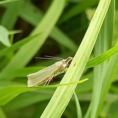 Crambus perlella