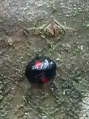 Chilocorus renipustulatus