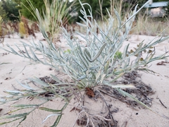 Cirsium pitcheri