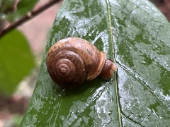 Neohelix albolabris