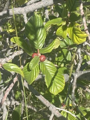 Frangula betulifolia