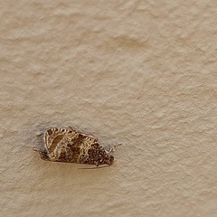 Syricoris lacunana