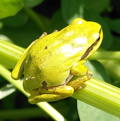 Hyla arborea