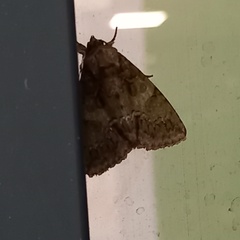 Polyphaenis sericata