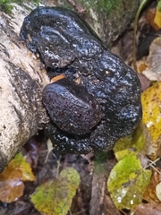 Phellinus nigricans