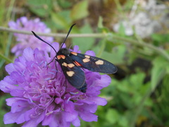 Zygaena lonicerae