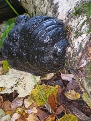 Phellinus nigricans