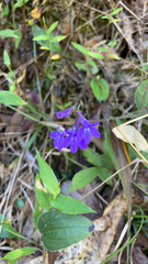 Lobelia puberula