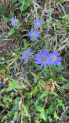 Eurybia hemispherica