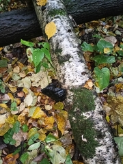 Phellinus nigricans