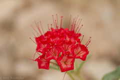 Nyctaginia capitata