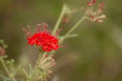 Nyctaginia capitata