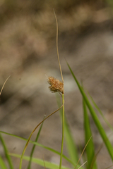 Carex unilateralis