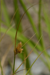 Carex unilateralis