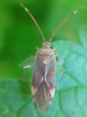 Pantilius tunicatus