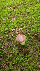 Gomphidius glutinosus