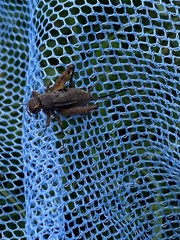 Allonemobius fasciatus