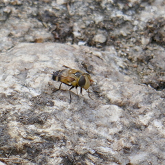 Copestylum apiciferum