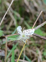 Rubus caesius