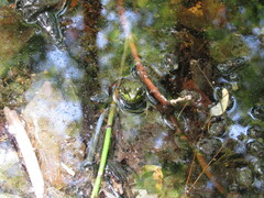 Lithobates clamitans
