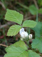 Rubus caesius